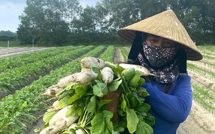 Trồng "sâm nhà nghèo", 10 củ đẹp cả 10, nông dân một xã ở Hà Tĩnh nhổ lên là bán hết