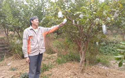 Trên cây ra quả, dưới vật nuôi làm mật ngon là mô hình làm giàu của cặp vợ chồng Thái Nguyên