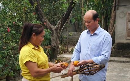 Vì sao loại quả đặc sản ăn ngon này đang bị xóa sổ trên "vùng đất ngọc" ở tỉnh Yên Bái