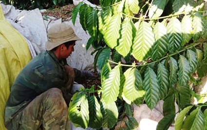 Vườn cà phê ở Kom Tum đang chín ửng, dân tối ngày canh trộm với tâm trạng căng thẳng, mệt mỏi