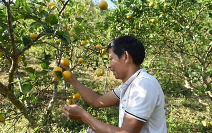 Anh nông dân trồng cam đặc sản theo phương pháp đặc biệt, khách nườm nượp kéo đến check-in