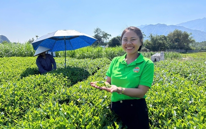 Cần có cơ chế hỗ trợ nông dân, doanh nghiệp Thái Nguyên xây dựng vùng nguyên liệu chè, xuất khẩu chè