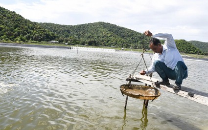 Đây là 2 kiểu nuôi tôm, nuôi cá ở một huyện của Kiên Giang, nhà nào làm theo đều khá giả hẳn lên