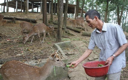 Thả trên đồi con vật có nguồn gốc động vật hoang dã, ông nông dân Thái Nguyên tự hưởng lương cao