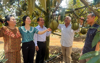Cây bạc tỷ ở huyện này của Phú Yên, năm rồi một ông nông dân bán trái đặc sản lãi 8 tỷ