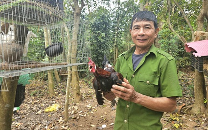 Thuần hóa một con động vật hoang dã bay giỏi gáy tài, ông nông dân Quảng Bình bán đắt nhất là 5 triệu/con