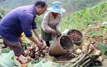 Một xã ở Yên Bái từng trồng cây thuốc phiện thay lương thực, giờ "lột xác" khó nhận ra