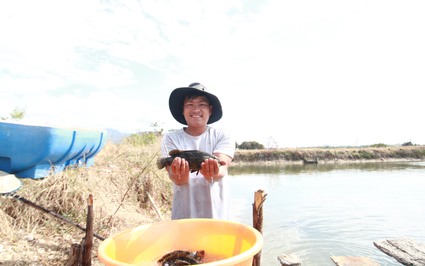 Nuôi cá đặc sản, đớp mồi nhảy rào rào, anh nông dân Khánh Hòa bán 150.000-200.000 đồng/kg