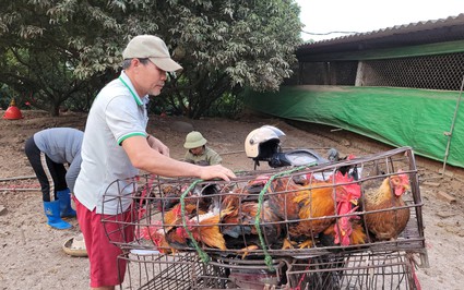 Nuôi loại gà cho "đeo kính" ở Hải Dương, bán cho dân cúng ngày Tết, ông nông dân lãi 200 triệu