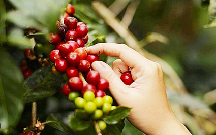 Giá cà phê ngày 1/3: Đồng loạt tăng, xuất khẩu cà phê tăng 85%, giá xuất khẩu cao nhất mọi thời đại đạt 3.153 USD/tấn