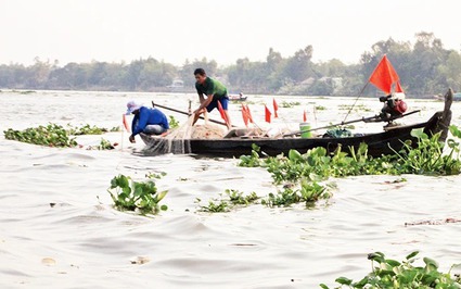 Loài cá quý dễ nhầm với cá basa, cá hú, ở một dòng sông nổi tiếng An Giang nhớ thời cá lội nhởn nhơ