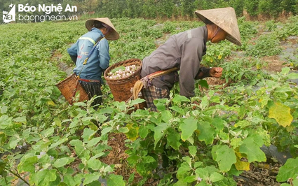 Mất mùa, lại bị dịch bệnh, nhưng vì sao người dân trồng cà pháo ở Nghệ An vẫn cứ vui như tết?