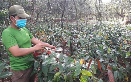 "Thuần hóa" thành công loại rau rừng mọc hoang dại, nông dân Bình Phước bán 80.000 đồng/kg ngon ơ