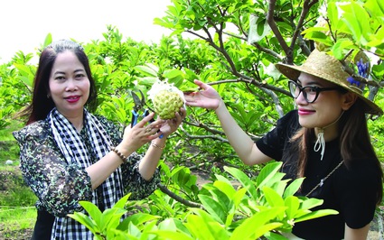 Nơi này ở Tây Ninh có vườn mãng cầu, vườn dâu tằm, ngày càng có thêm người tìm đến xem