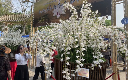 Chậu hoa lan 5 cánh trắng "khủng" nhất Việt Nam hút khách ở Đền Hùng, có gì mà ai cũng phải xếp hàng chiêm ngưỡng?