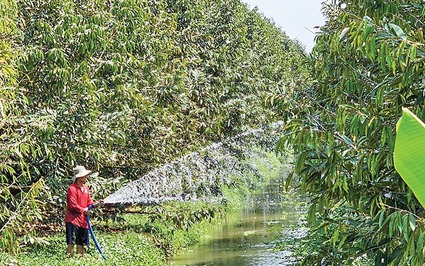 Khốc liệt hạn, nóng ở miền Tây, nhà vườn Cần Thơ tưới nước "làm mát" vườn trồng cây ăn trái đặc sản ra sao?