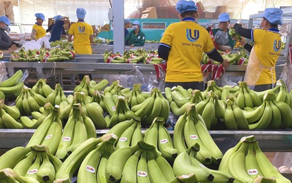 Vượt Philippines, Việt Nam đang trở thành nguồn cung lớn nhất một loại trái cây bổ dưỡng cho Trung Quốc