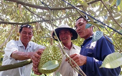 Vườn trồng "cây tiền tỷ" ở Kiên Giang vào vụ thu hoạch, giá bất giờ lao dốc, thương lái đã bỏ cọc chạy đi đâu?