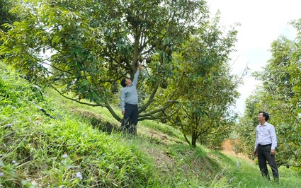Chăm loại cây "nồi đồng cối đá" chả khá, dân một xã tên là Nam Ninh ở Lâm Đồng trồng sầu riêng lại giàu
