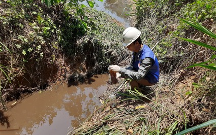 Xử phạt chủ trang trại nuôi lợn xả thải trái phép ở Quảng Trị khiến cá chết hàng loạt