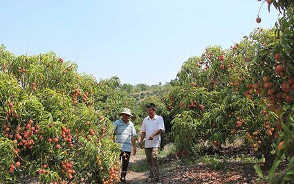 Tại sao nói gắn mã số vùng trồng ở Đắk Lắk để "xuất ngoại" nông sản, tìm câu trả lời từ nông dân?