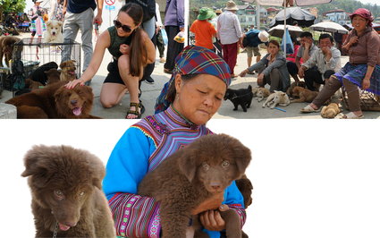 Vô một cái chợ phiên cách TP Lào Cai 70km, thấy 4 khách Tây ngồi ăn món thắng cố, bán loài chó nổi tiếng