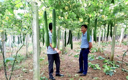 Ở một nơi của Hà Giang, dân trồng bí xanh, trồng su su kiểu gì mà thả trái đếm vội chả xuể, thu nhập tăng