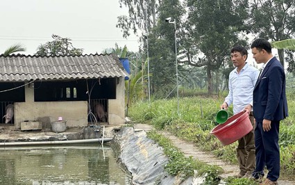  Nuôi dày đặc loại cá đồng ngon, anh nông dân Ninh Bình bắt hàng tấn, bán 50.000 đồng/kg