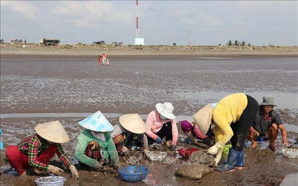 Nuôi con gì ở vùng bãi triều tỉnh Tiền Giang mà chả phải cho ăn, bắt bán có thu nhập 300-400 triệu/ha?