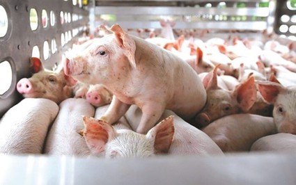 Giá lợn hơi lên 65.000 đồng/kg, lãi 1 triệu đồng/con, công ty Dabaco, BaF có lợi nhuận lớn