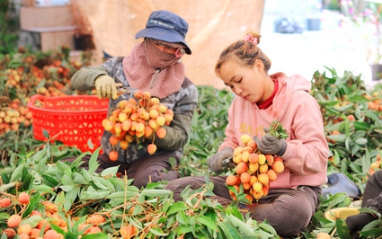 Trồng cây ra loại quả ngon, năng suất giảm 30%, sao nông dân Đắk Lắk vẫn "vui như Tết"?