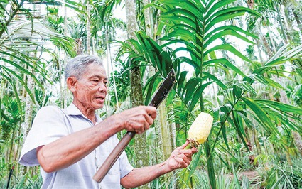 Vườn trồng 3 tầng cây, tưởng đâu trồng lung tung, ai ngờ ông nông dân Kiên Giang thu 2 tỷ