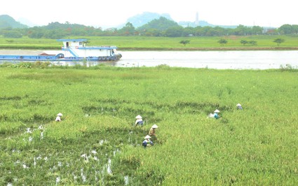 Nơi này ở Ninh Bình, vì sao nông dân trồng lúa đang áp dụng kiểu "xanh nhà hơn già đồng"?