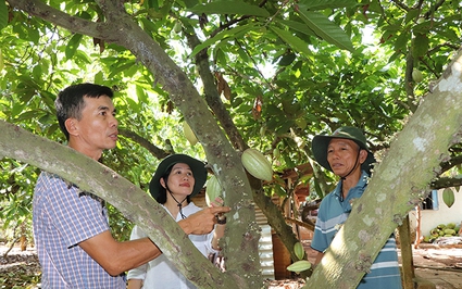 Đây là loại cây cho trái đặc sản mọc trên thân ở Bà Rịa-Vũng Tàu, có nhà bẻ 17 tấn bán hết sạch