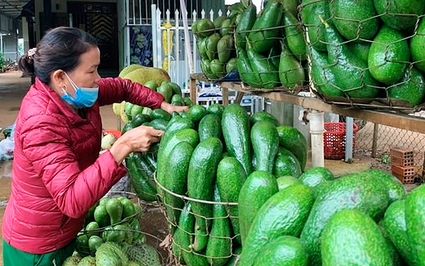 Đã có lúc đạt 200.000 đồng/kg, tại sao giá loại trái cây giàu dinh dưỡng ở Tây Nguyên lại giảm đến vậy?