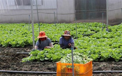 Ở Tiền Giang dân trồng rau, cắt đến đâu bán hết veo, cứ 1ha lời hơn 300 triệu