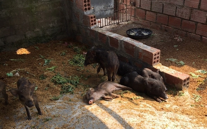 Xuất hiện ổ dịch tả lợn châu Phi tại Quảng Ninh, một đàn 82 con đã chết 55 con