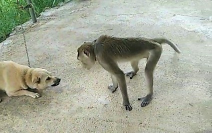 Nghệ An: Đàn chó nhà đã xông vào cắn chết một con động vật hoang dã hung hãn