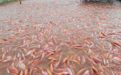 Ở các dòng sông nổi tiếng Thái Bình, dân nuôi cá lồng kiểu gì mà dày đặc, tiền lời cao gấp 4 lần nuôi ao?