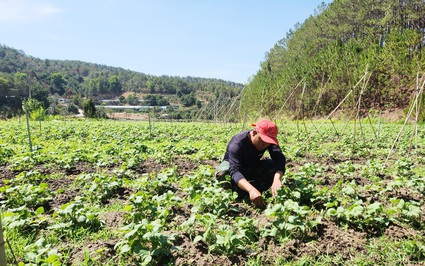 Ở Lâm Đồng có một anh thiếu tá mê trồng rau hữu cơ, tạo việc làm, thu nhập tốt cho 10 người khác