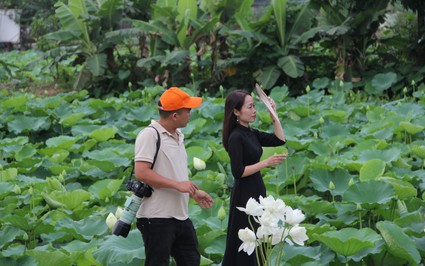 Hà Nội: Sen Hồ Tây vào mùa, dịch vụ chụp ảnh được dịp “bội thu”