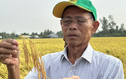 Thí điểm Đề án 1 triệu ha lúa chất lượng cao: Nông dân được hỗ trợ, không phải bỏ ra đồng nào trong 3 vụ