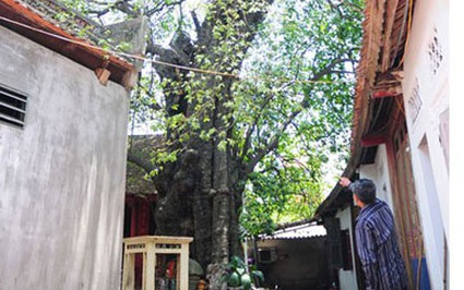Một làng cổ Bắc Ninh có trống sấm, cây cổ thụ gần 600 dãi dầu mưa nắng vẫn "sinh con đẻ cái"
