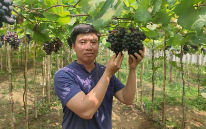 Một vườn nho chín đen nhìn đâu cũng ra trái ở Gia Lai, anh nông dân bán hàng trăm ngàn đồng/kg