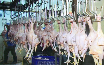 Hàng loạt doanh nghiệp đầu tư nuôi hàng triệu gà đẻ trứng vào Tây Ninh để xuất khẩu sang "thị trường Halal" 2 tỷ dân