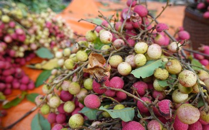 Loại quả rừng vị ngon rất lạ ở An Giang, màu đỏ au, xưa chín đỏ chẳng ai ngó ngàng nay thành đặc sản