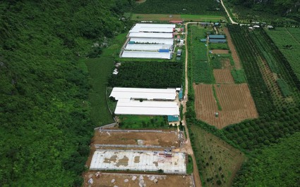 Xây dựng trại chăn nuôi quy mô lớn trái phép ở Lương Sơn (Hòa Bình): Đề nghị thanh tra đơn vị cho thuê đất