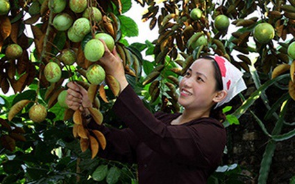 Bắc Giang: Nông dân trồng loại cây "ngọt ngào như dòng sữa mẹ" lãi hàng trăm triệu mỗi vụ