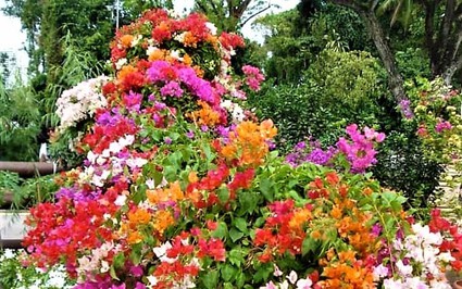 Một xã ở đất Gia Lâm "bỏ túi" 60 tỷ/năm nhờ trồng thứ cây cảnh đang hot, nở hoa cản chả kịp, xã nào vậy?