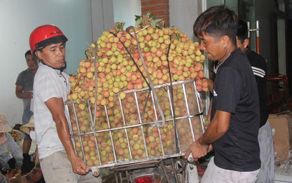 Thứ trái cây "vàng" sắp vào mùa, dân Bắc Giang rục rịch hái bán với giá cao, xuất khẩu sang tận Trung Đông